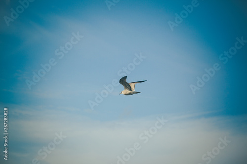 Seagull in the sky