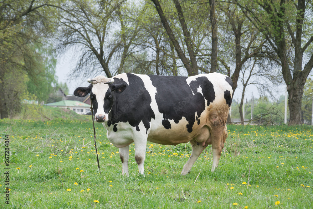 Dirty cow in a field