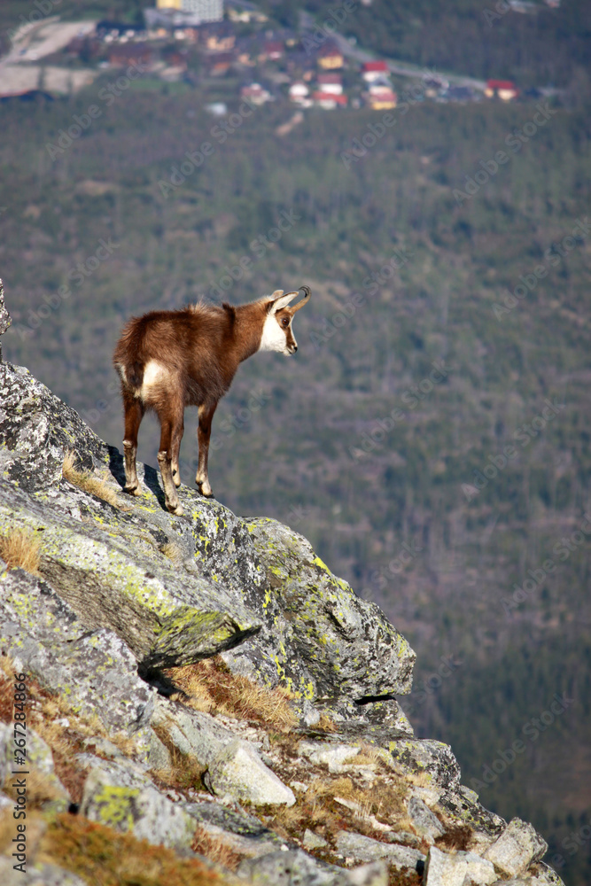 Chamois (Rupicapra) in the Tatra Mountains, Slovakia