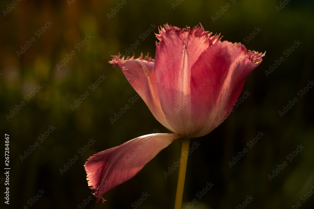Tulip spring flower close-up macro photography Tulip spring flower close-up macro photography