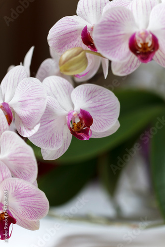 Blossom orchid flower