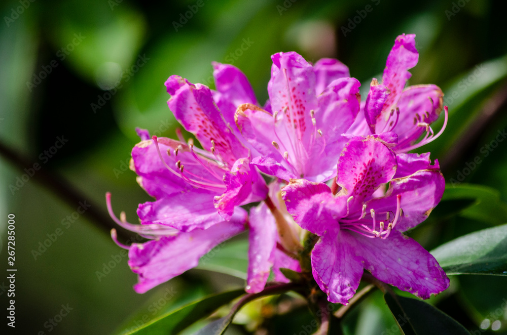 pink flower in the garden pink flower in the garden