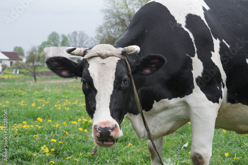 Cow face close-up