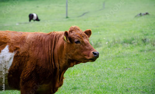 cow / bull on a pasture