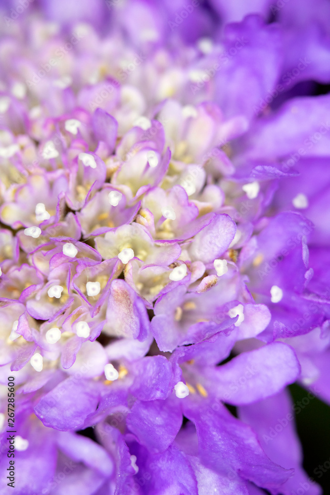 Obraz premium Pretty Small Pink and Purple Petals on a Flower Head