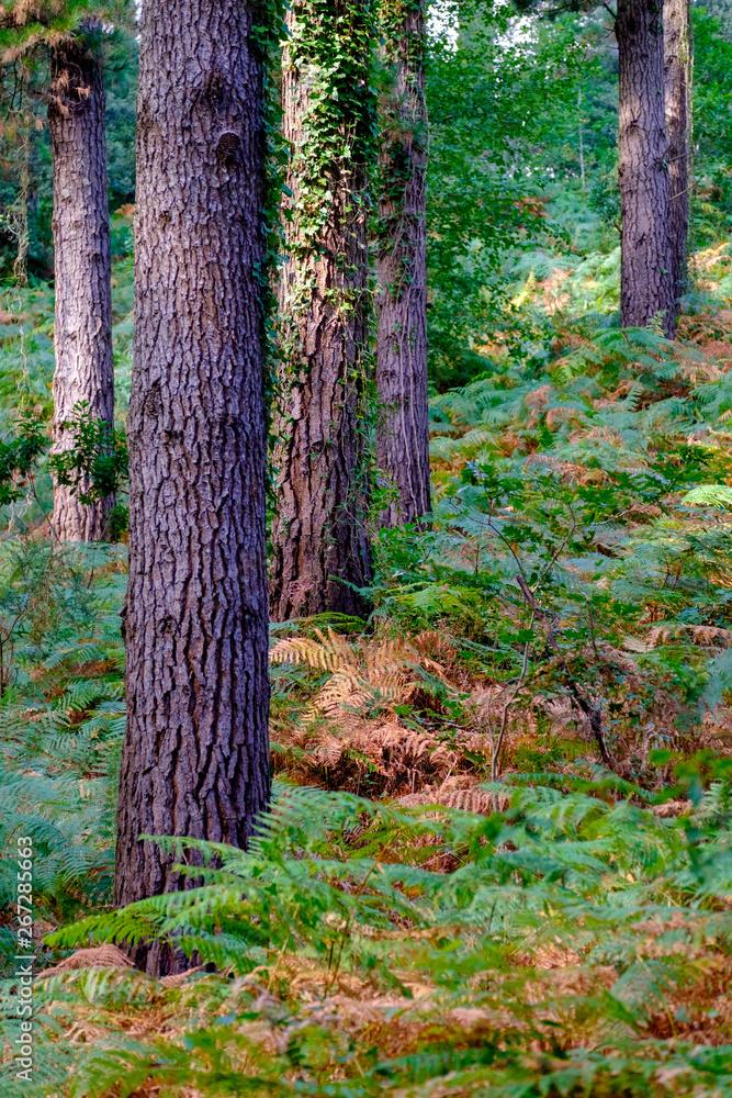 Matxixaco forest, Basque Counrty, Spain Matxixaco forest, Basque Counrty, Spain