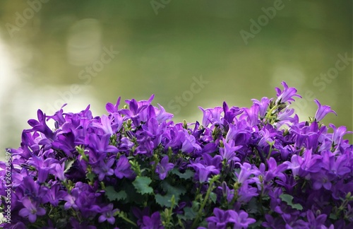 Purple flowers of Dalmatian bellflower or Adria bellflower or Wall bellflower (Campanula portenschlagiana)  on blurred pond background, Spring in Georgia USA.