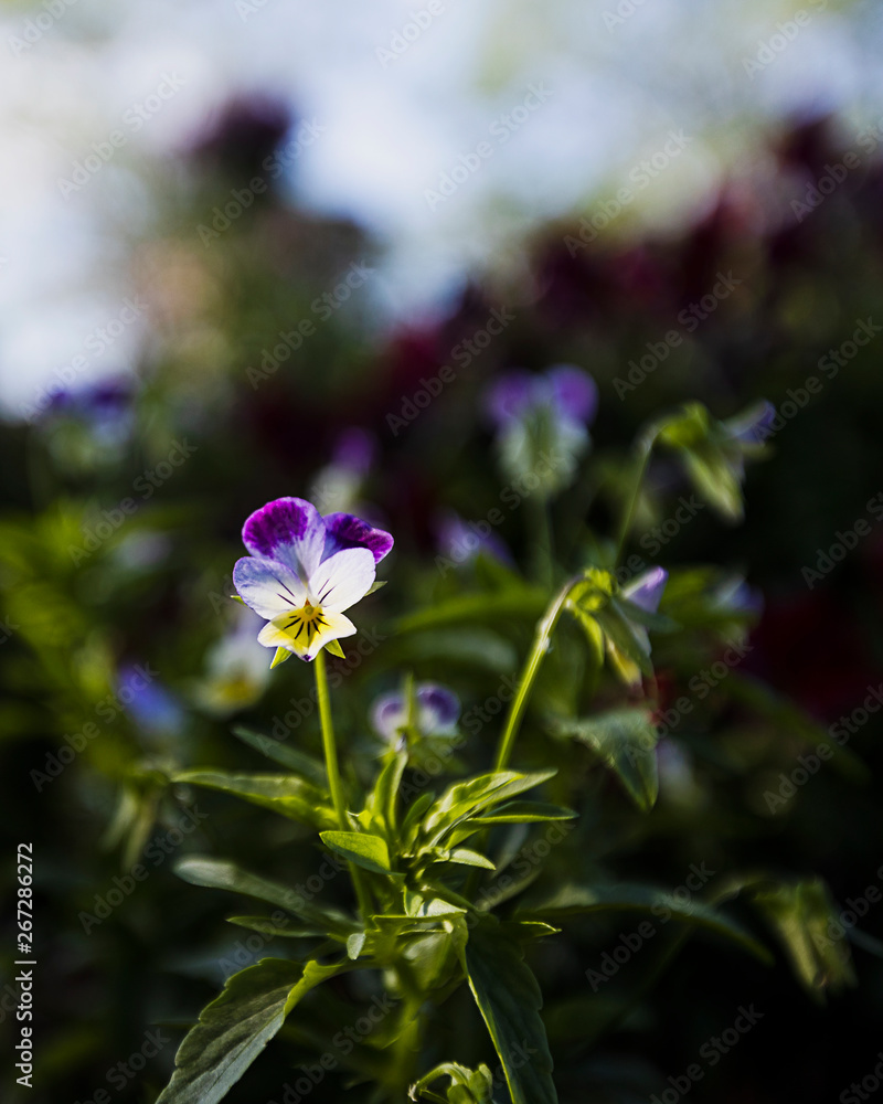 Delicat Flower Delicat Flower