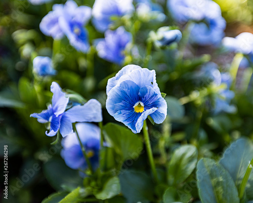 violas 