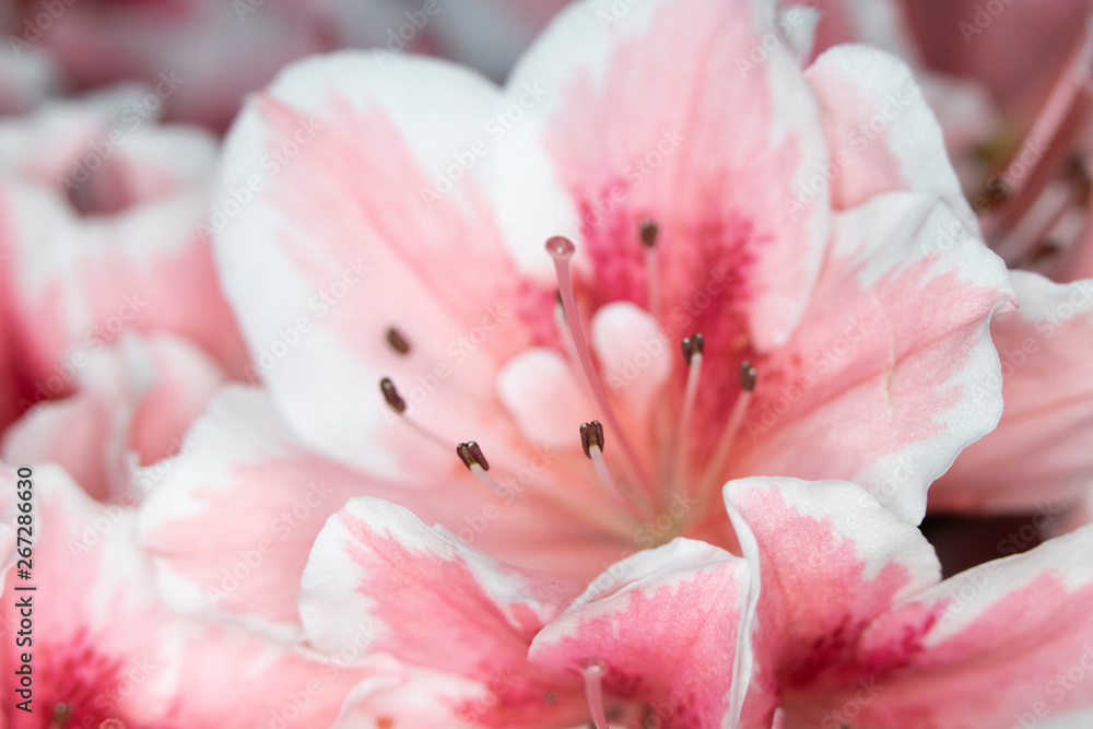 Close Up of Pretty Pink Carnation Style Flowers and Petals Close Up of Pretty Pink Carnation Style Flowers and Petals