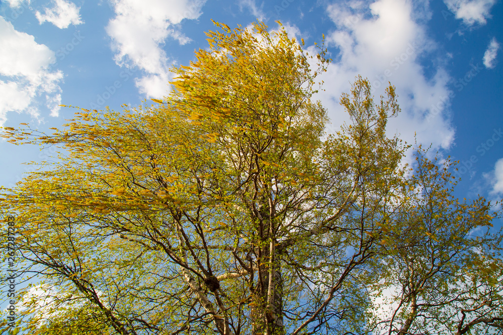 The birch tree blooms in the spring