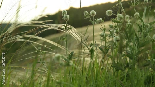 Sunset evening in a forest glade