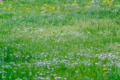 green field of white flowers
