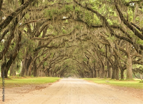 A long tunnel roadway leading through the property of Wormsloe is line with ancient LIVE OAK TREES cover with Spanish moss, Live Oak Avenue and Entrance Gate , Spring in Savannah, Georgia USA.