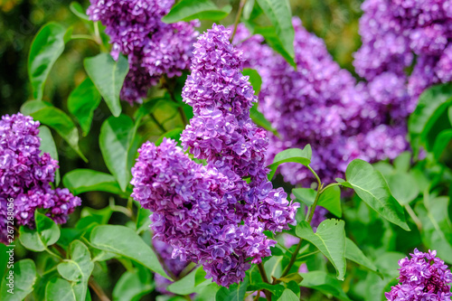 purple lilac in front of green background