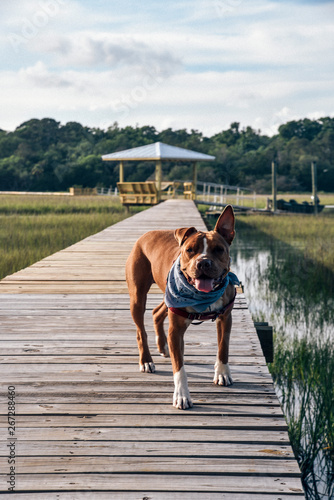 Dog at Edisto Island in South Carolina  photo