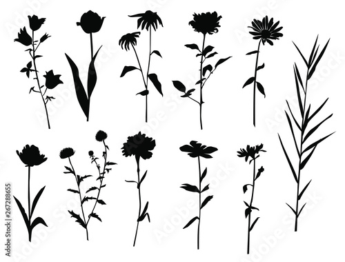 Collection of flower silhouettes, rose, Tulip, Daisy, bell, dandelion, chrysanthemum, iris, wild flower, grass, leaves, black color, isolated on white background