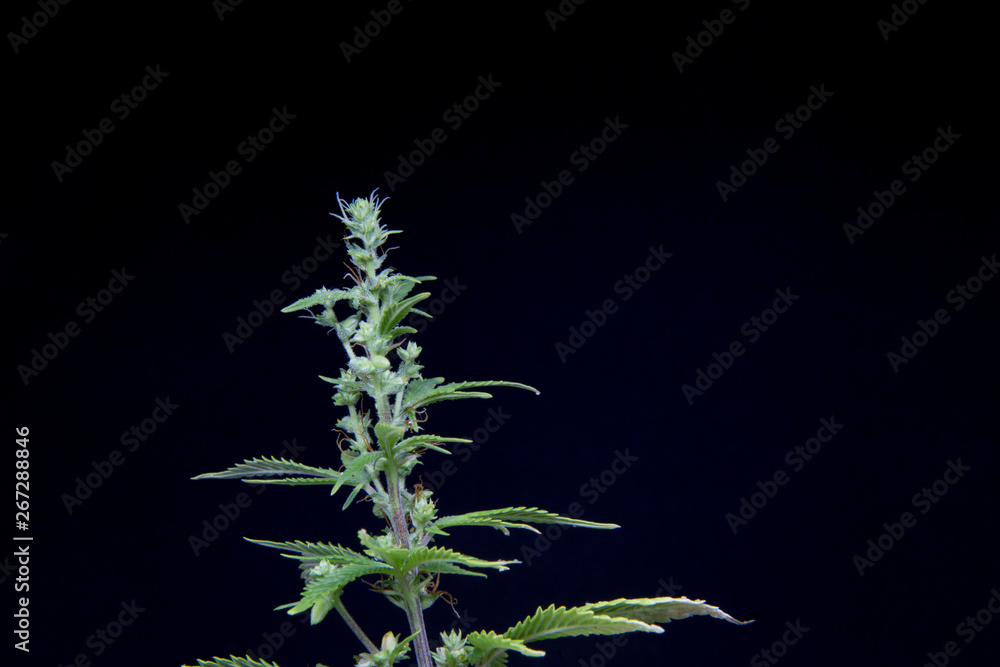 Cannabis Male Plant Marijuana Weed Male Plant Cannabis Male Plant Marijuana Weed Male Plant