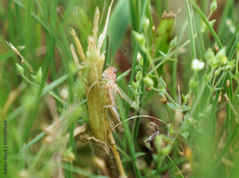grasshopper in grass grasshopper in grass