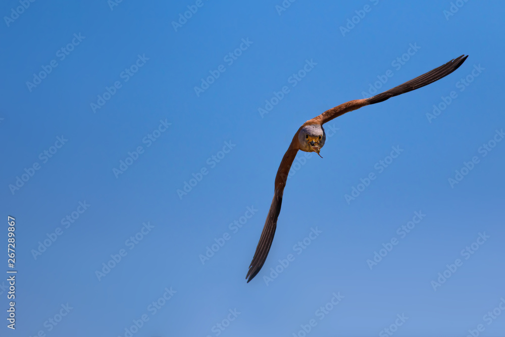 Flying falcon with hunt. Blue sky background. Bird: Lesser Kestrel. Falco naumanni. Flying falcon with hunt. Blue sky background. Bird: Lesser Kestrel. Falco naumanni.