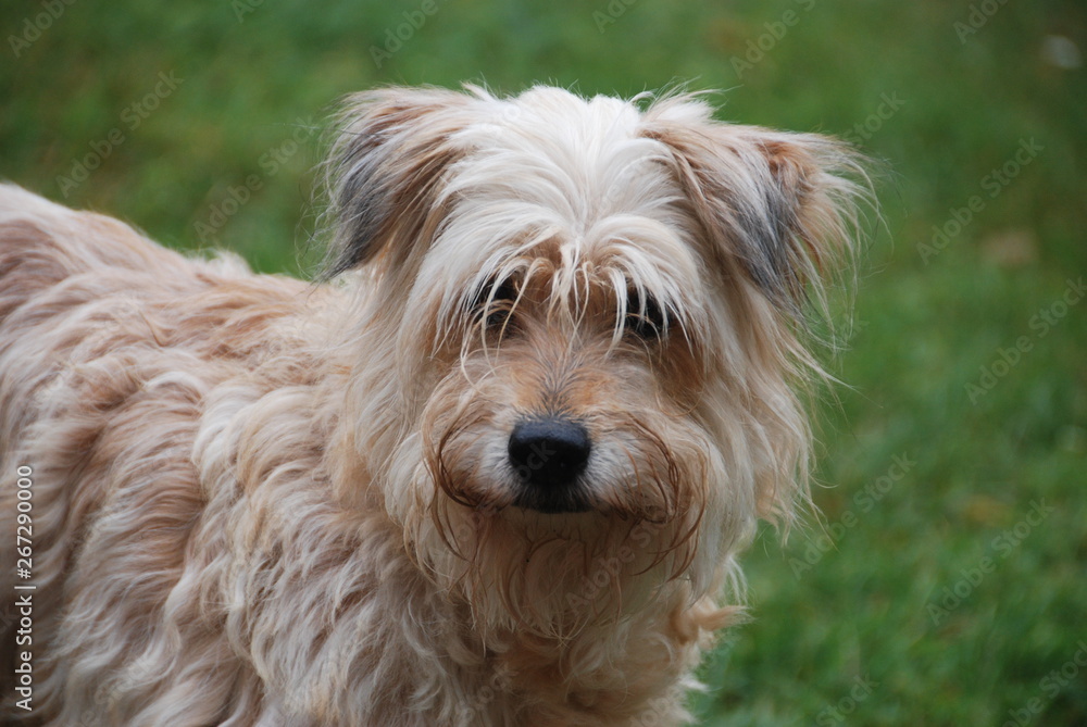 yorkshire terrier on grass