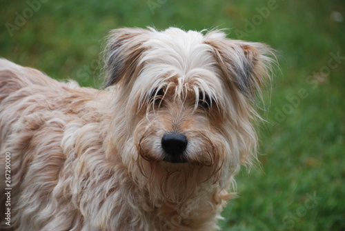 yorkshire terrier on grass