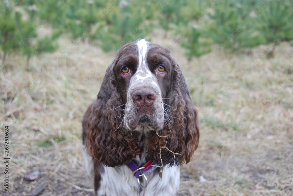 English springer spaniel in the woods English springer spaniel in the woods