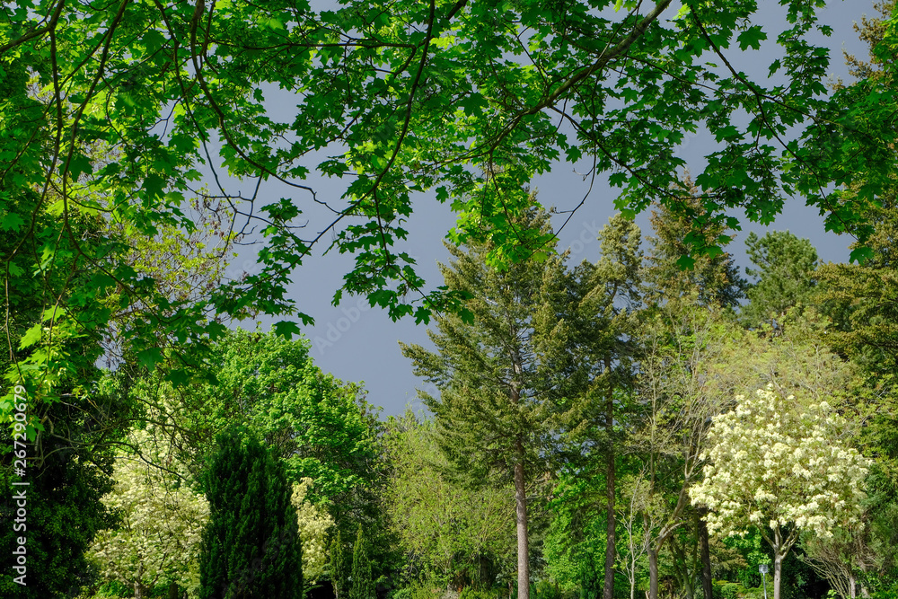 Fototapeta premium tree in the forest