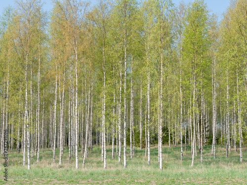 Birch tree with fresh green leaves in spring 