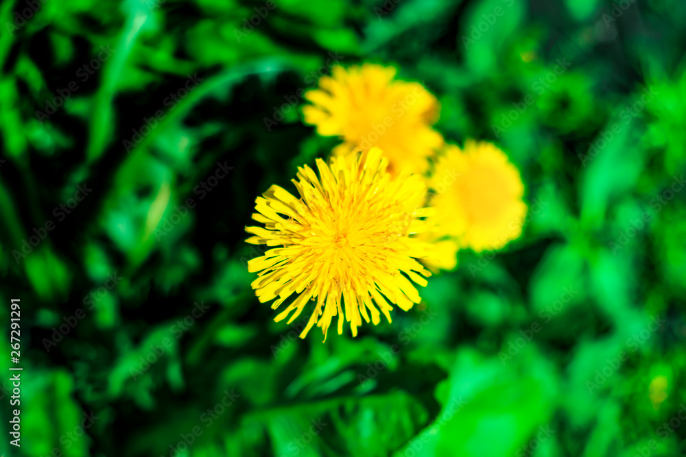 Glade with yellow dandelions. The sun is shining, everything is growing. The wind sways the flowers. Glade with yellow dandelions. The sun is shining, everything is growing. The wind sways the flowers.