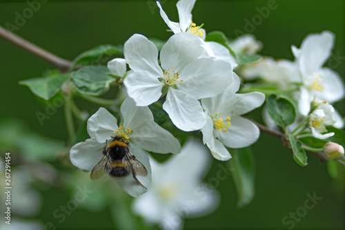 The flower of apple tree and bumblebee on a green blurred background