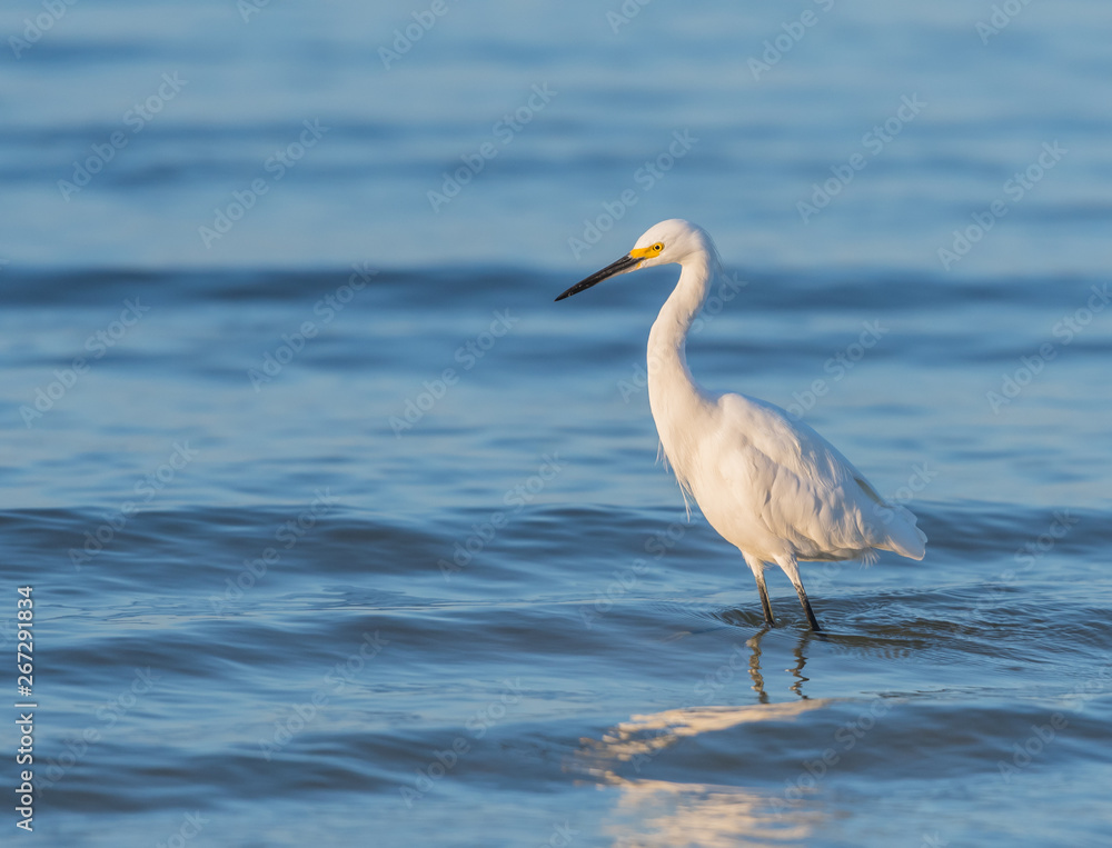Snowy Egret Wades in Rippling Water Snowy Egret Wades in Rippling Water