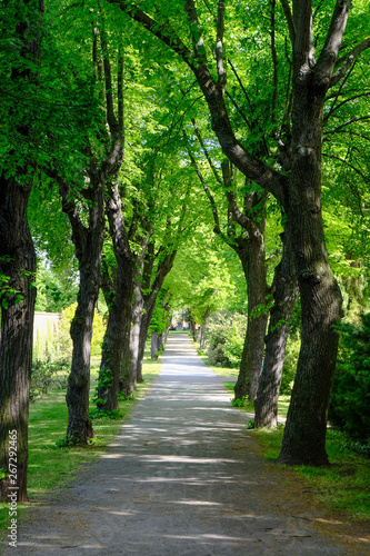 Fototapeta Naklejka Na Ścianę i Meble -  green alley in the park