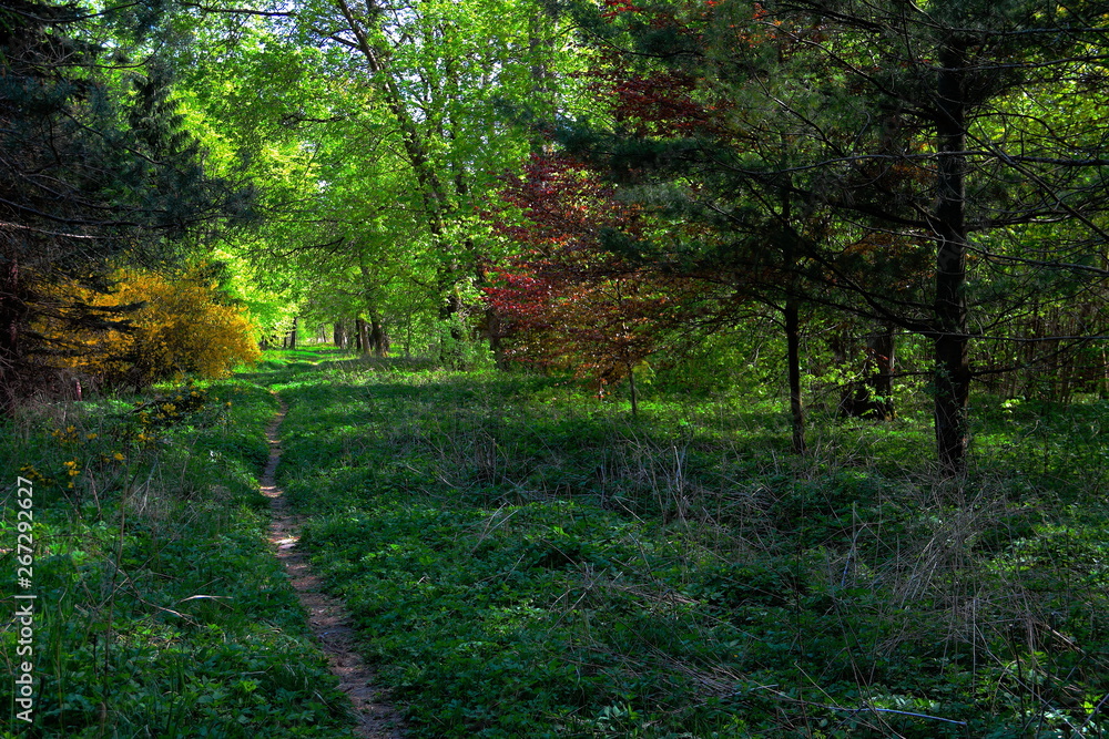 path in the forest