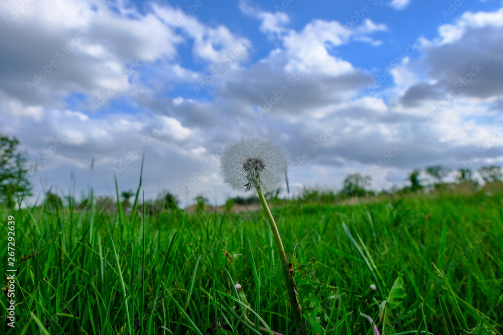 Fototapeta premium dandelion on green background of blue sky