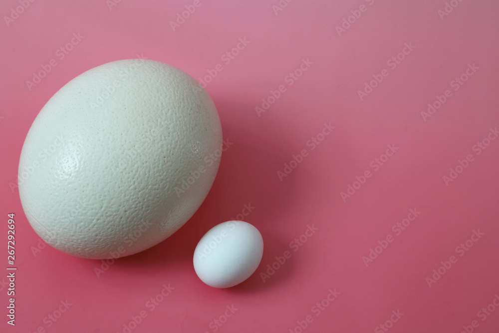 Fototapeta premium ニワトリとダチョウの卵