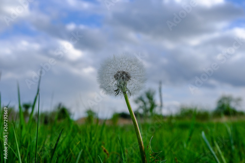 dandelion on a background of blue sky