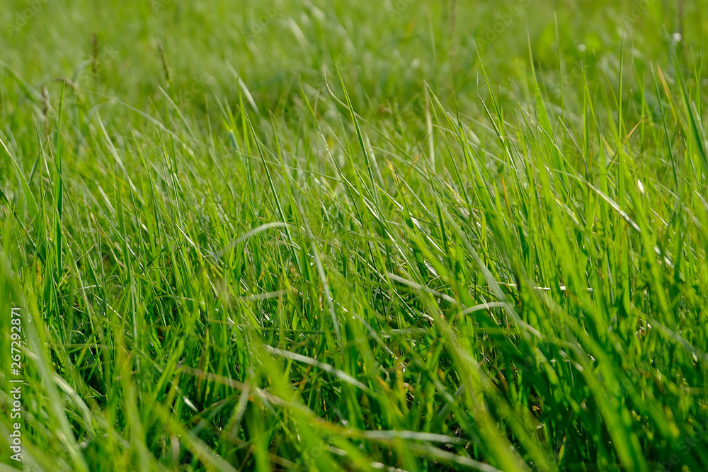 Obraz premium closeup of green grass
