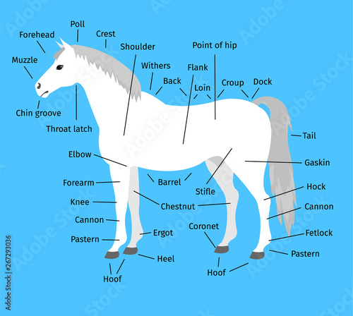 vector cartoon flat infographic anatomy of a white gray horse isolated on blue background