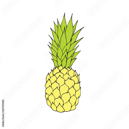 Vector hand drawn doodle sketch and pine apple pineapple isolated on white background 