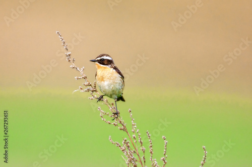 Stonechat. Stonechats are robin sized birds. photo