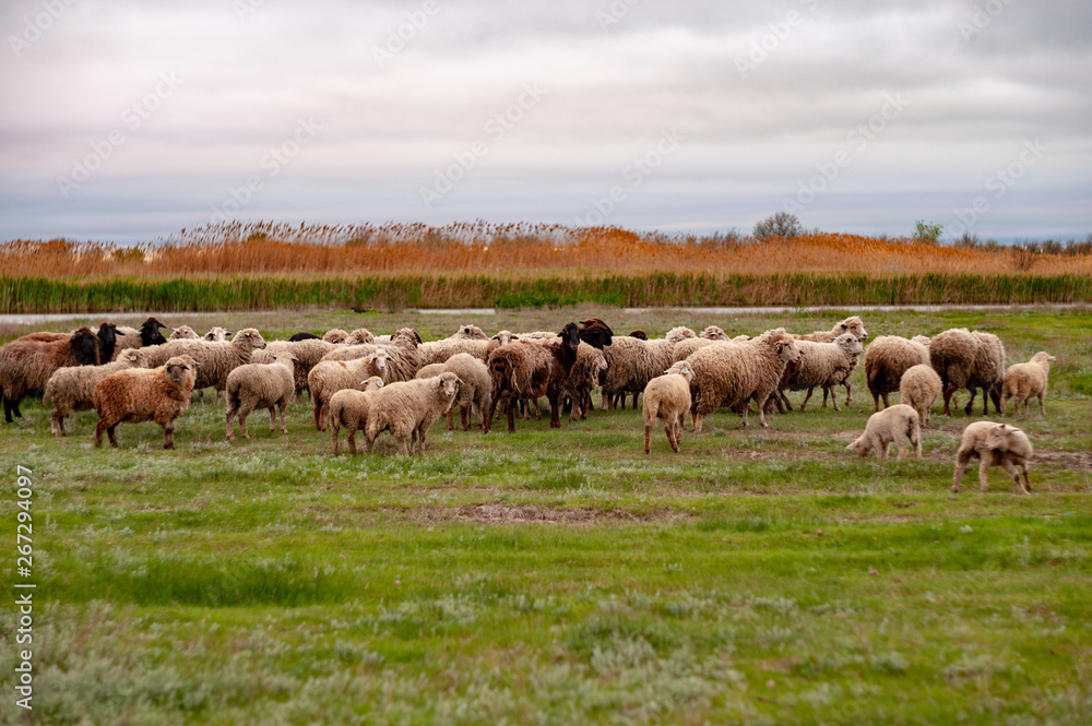 Flock of sheep, ram and goats graze in meadow, in forest by the river. Sheep with little lambs. South of Russia landscape with sheep and goat in spring time at  farm , traditional farming