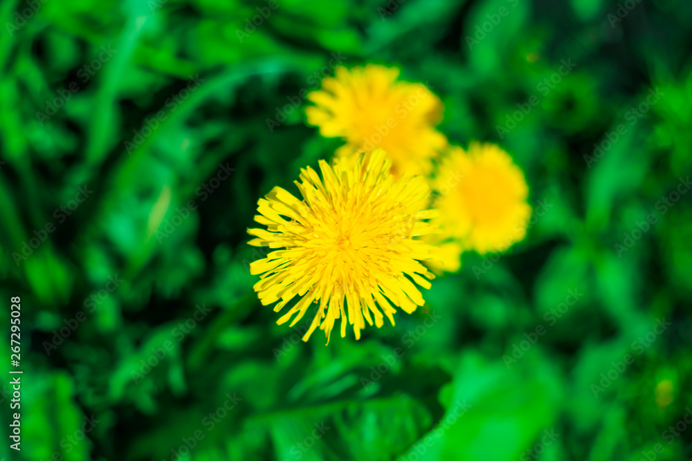  Glade with yellow dandelions. The sun is shining, everything is growing. The wind sways the flowers.