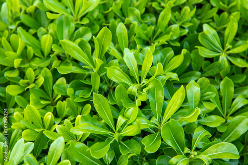 Natural Green Background with Schefflera Plant Leaf. Spring background concept image.