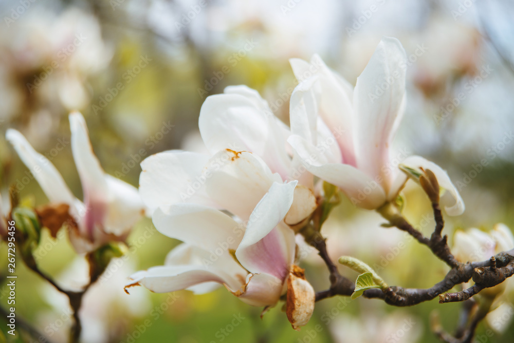 Obraz premium Photo of a Spring beautiful flowers, new life, blurry background