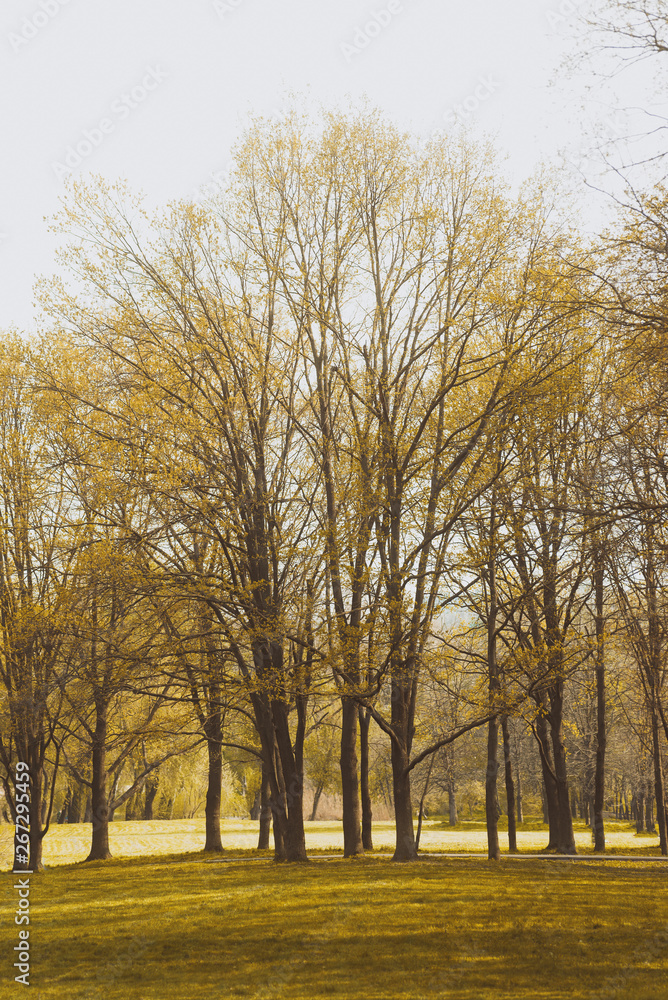 Photo of a spring trees in park. beautiful sunny day