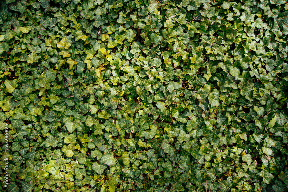 Photo of o green brush, little leaves, fresh plant