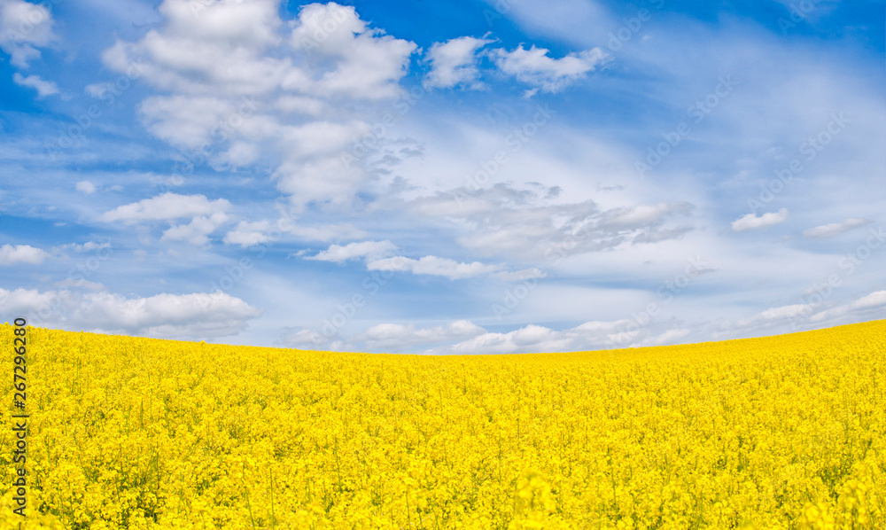 flowering rapeseed flowering rapeseed