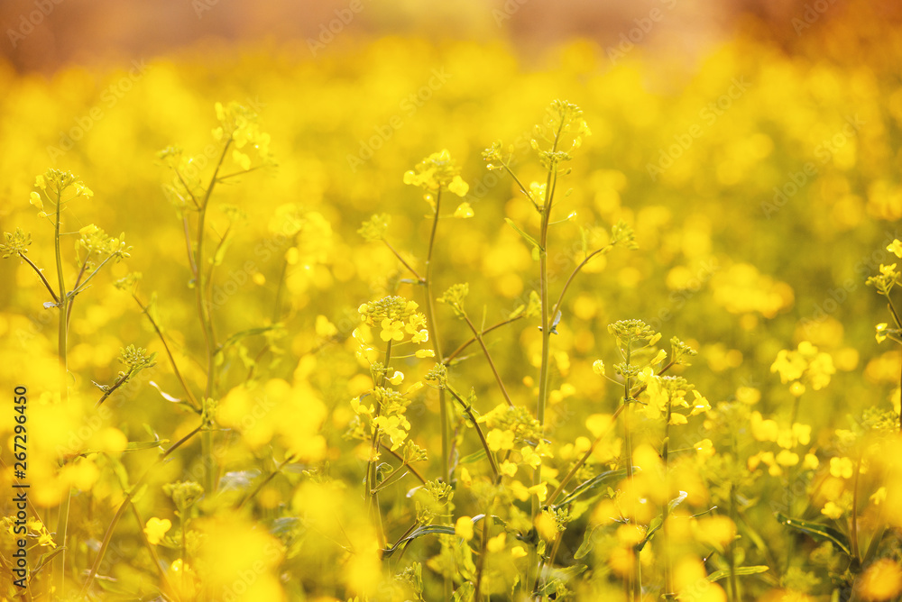 Golden field, with little flowers, yellow plants of nature