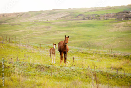 Photo of a mother horse and little foal in field, beautiful brown animals
